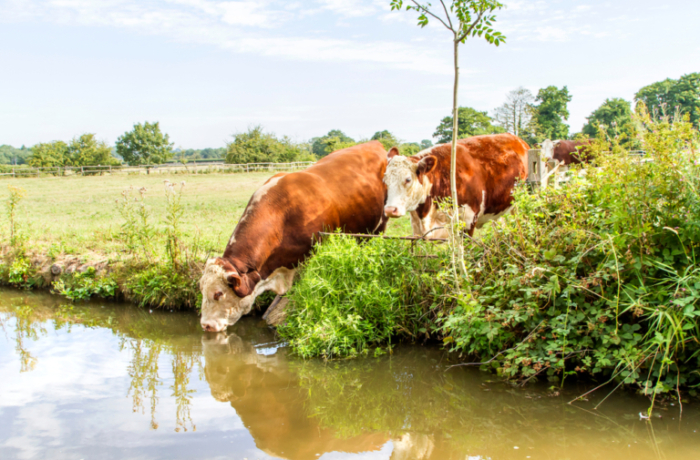 A Bull Takes A Drink From The Waters Of The Canal