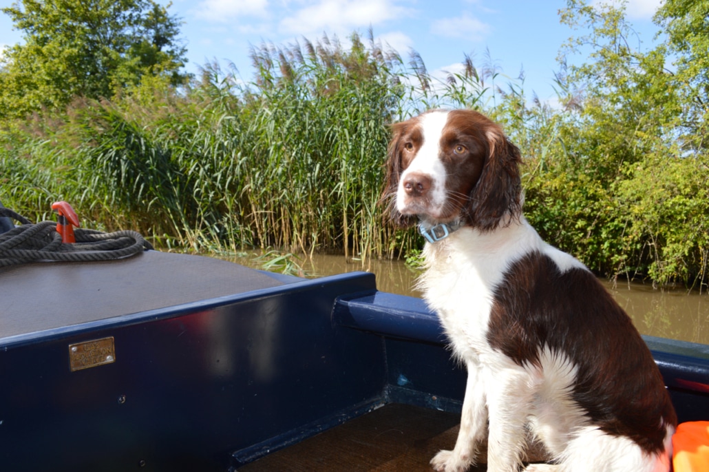 dog friendly canal boat holiday