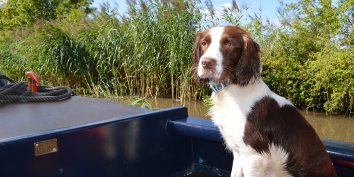 dog friendly canal boat holiday