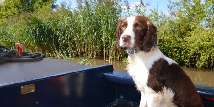 dog-friendly-canal-boat-holiday