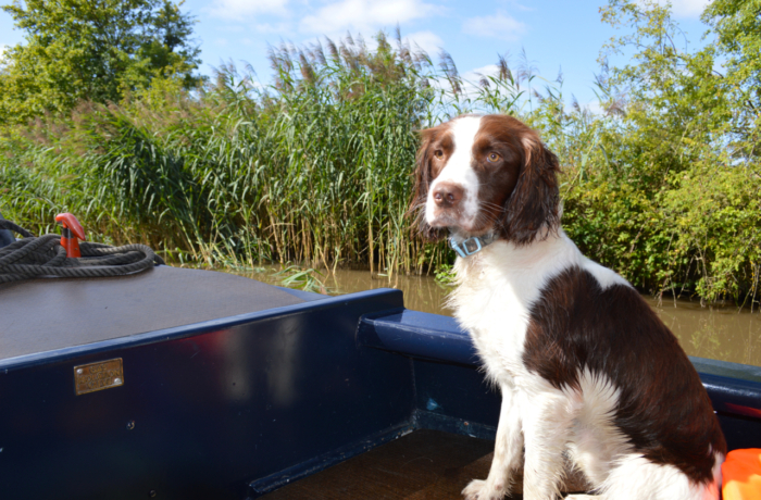 dog friendly canal boat holiday