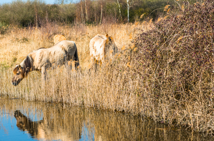 Wild Konik Ponies On The Banks Of Burwell Lode Waterway